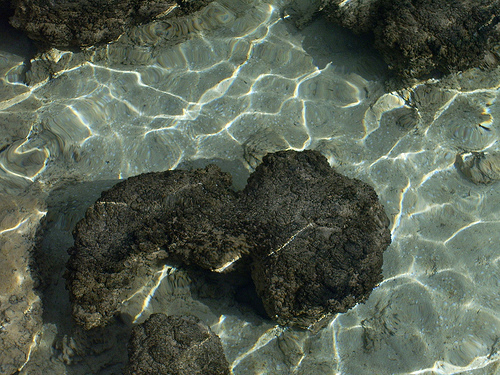 500x375, 179 Kb / Самое, первое, живое, существо