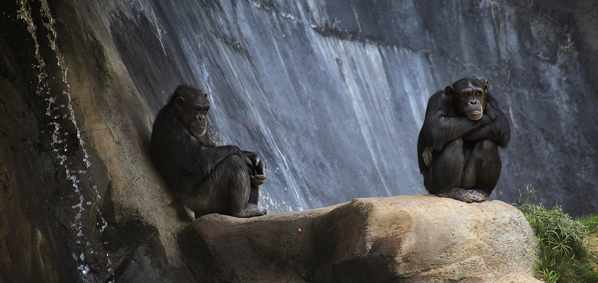 1200x569, 289 Kb / шимпанзе, скала, камень, трава, вода