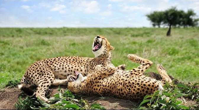 673x373, 106 Kb / гепард, смех