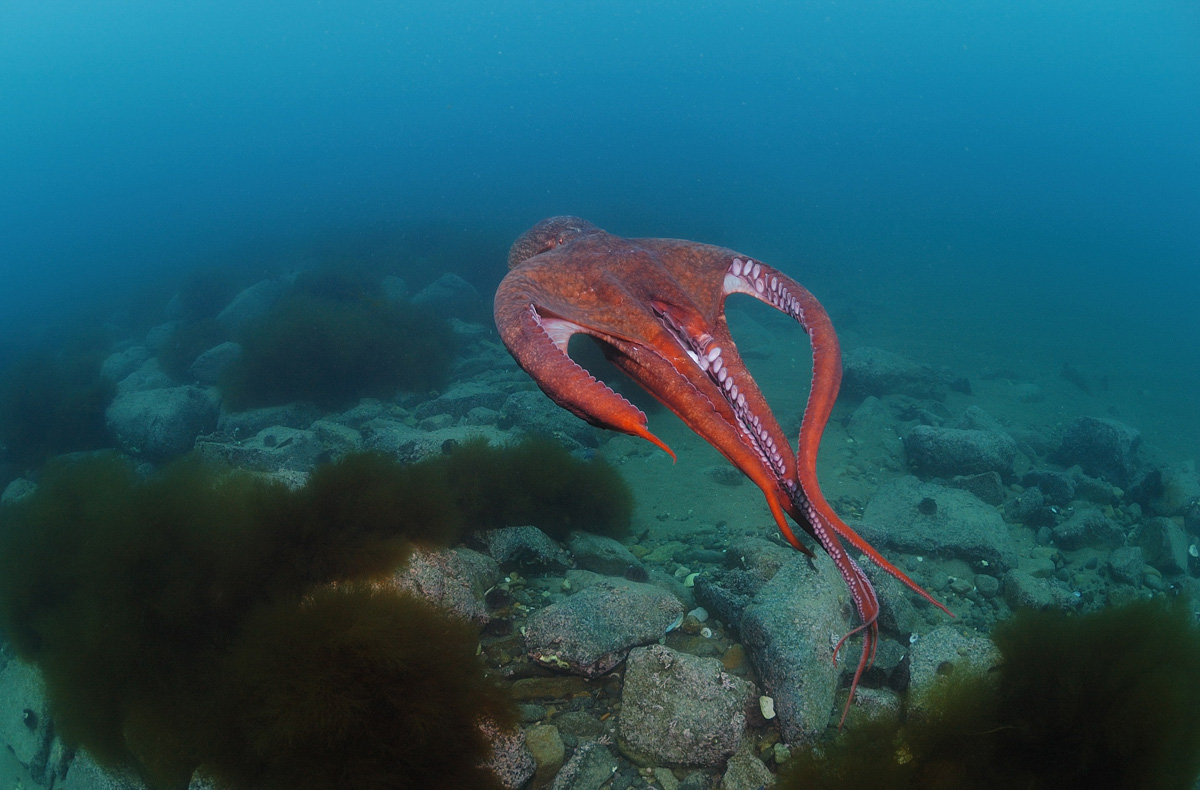 1200x790, 266 Kb / осьминог