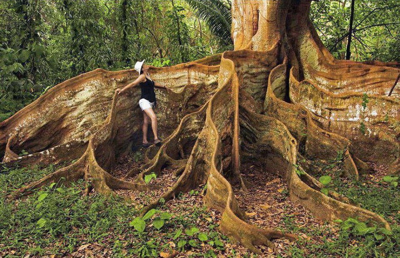 800x517, 279 Kb / дерево, лес