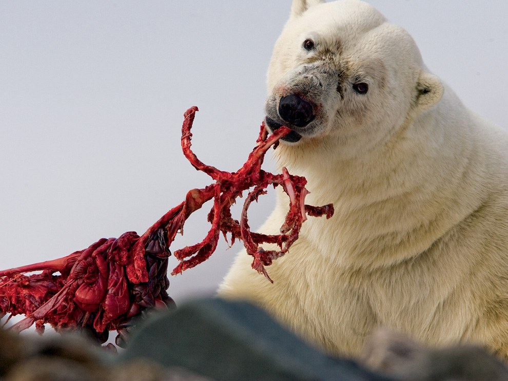 990x742, 142 Kb / белый, медведь, тюлень, обед, еда