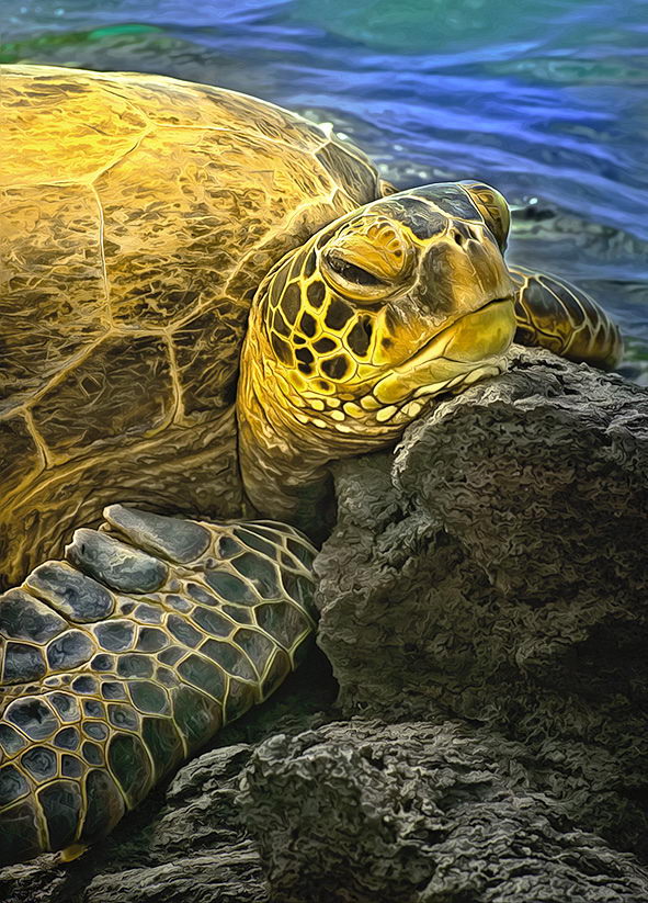 591x823, 149 Kb / черепаха