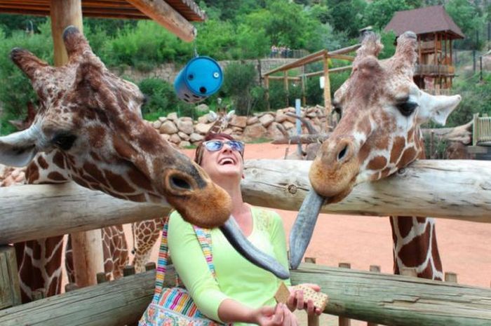 700x465, 69 Kb / жирафы, языки, печенье, смех