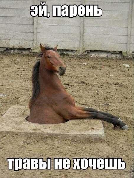 454x604, 52 Kb / лошадь, люк, трава