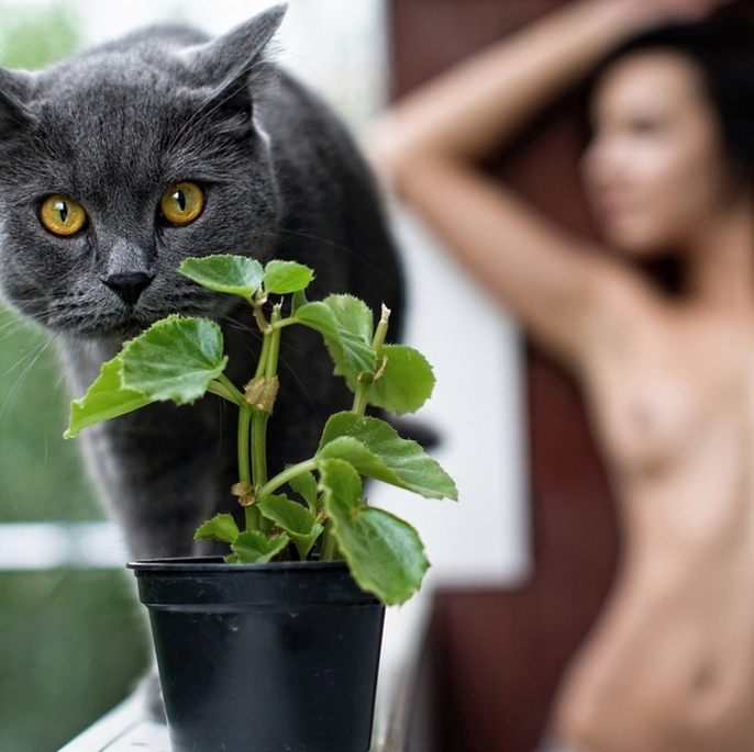 686x685, 296 Kb / котэ, горшок, растение, брюнетка