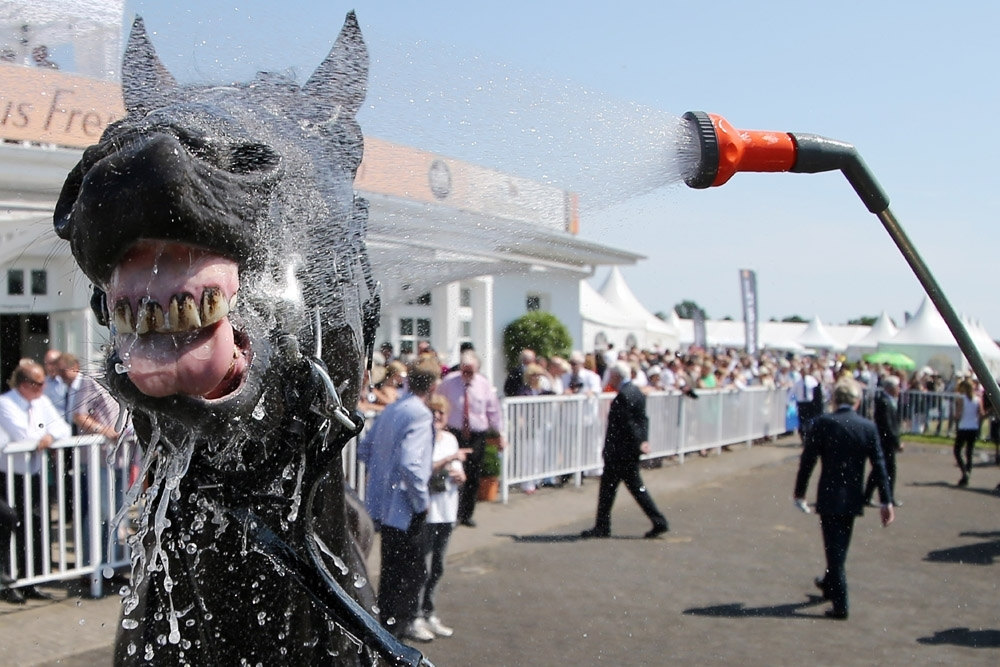 1000x667, 175 Kb / лошадь, зубы, душ