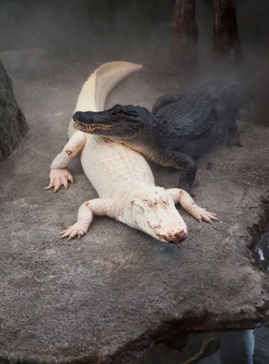 550x744, 126 Kb / крокодилы, альбинос