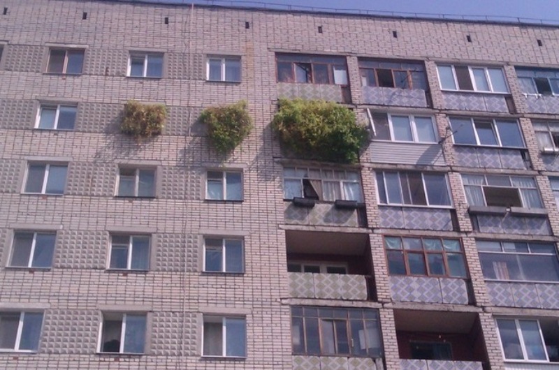 800x530, 158 Kb / дом, окна, растения