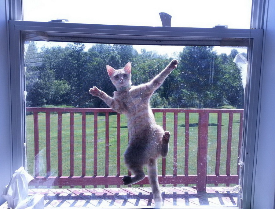 900x687, 243 Kb / кот, сетка, прилип