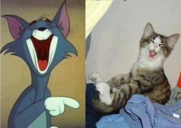 600x425, 30 Kb / том, кот, смех