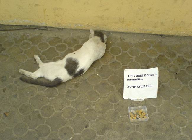 650x472, 46 Kb / кот, попрошайка