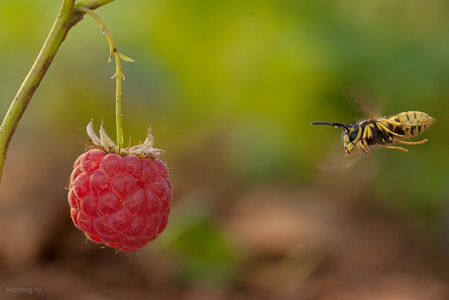 899x601, 153 Kb / пчела, малина, оса