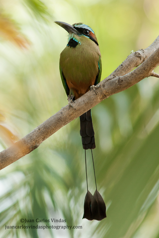 533x800, 269 Kb / птица, момот, хвост