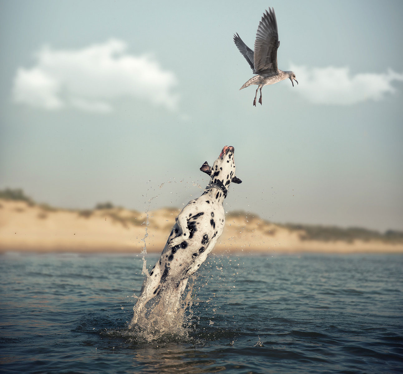 1293x1200, 194 Kb / вода, собака, чайка, прыжок