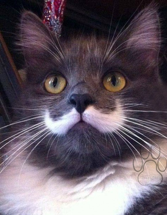 580x743, 125 Kb / кот, усы