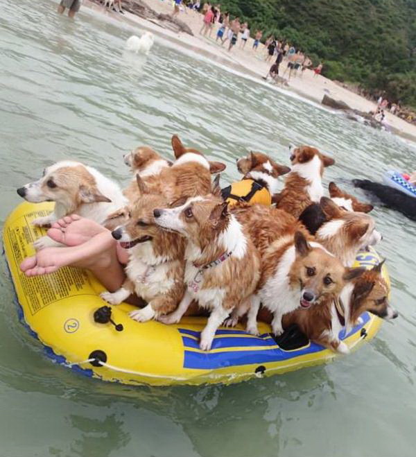 600x659, 108 Kb / лодка, собаки