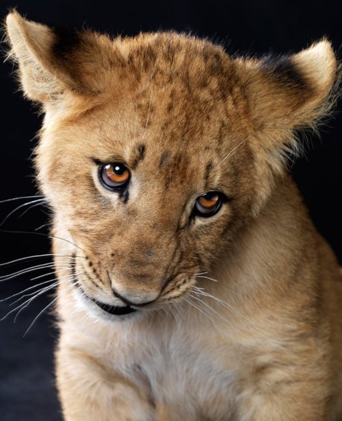 500x614, 62 Kb / тигренок