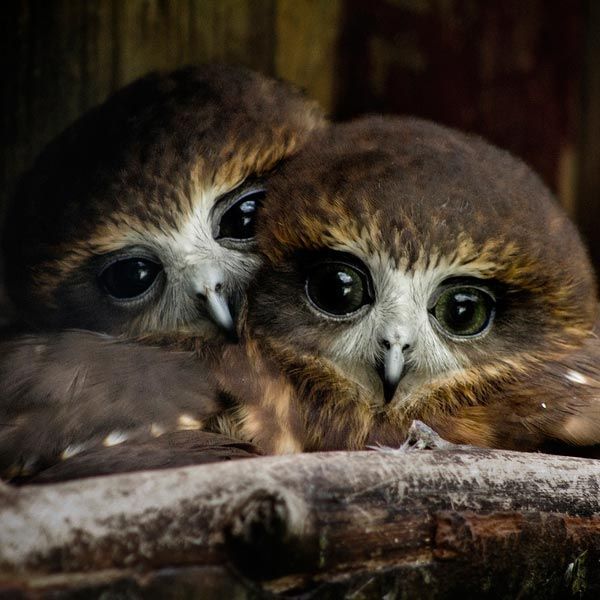 600x600, 58 Kb / совы, две, птицы