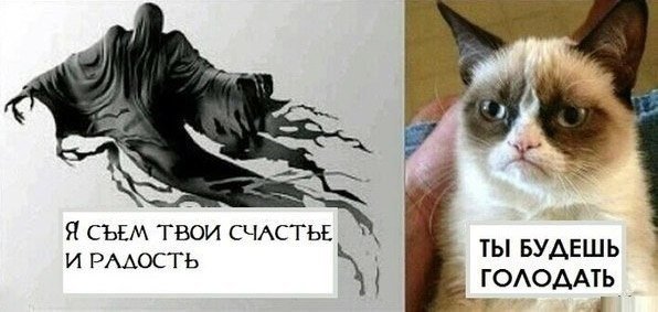 596x283, 40 Kb / кот, счастье, радость