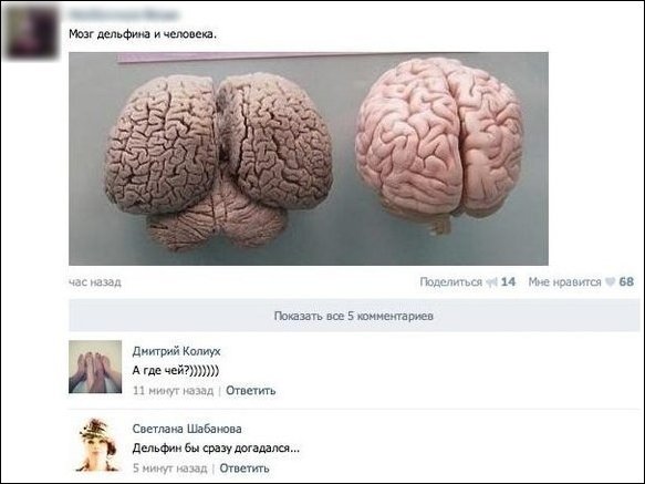 583x437, 38 Kb / мозг, дельфин, человек