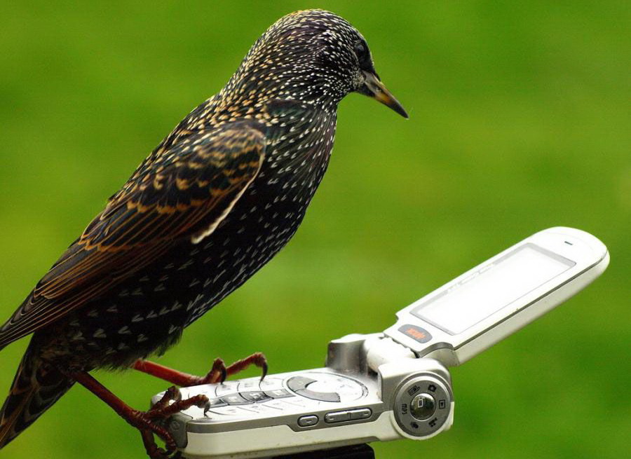 900x655, 158 Kb / птица, телефон, раскладушка