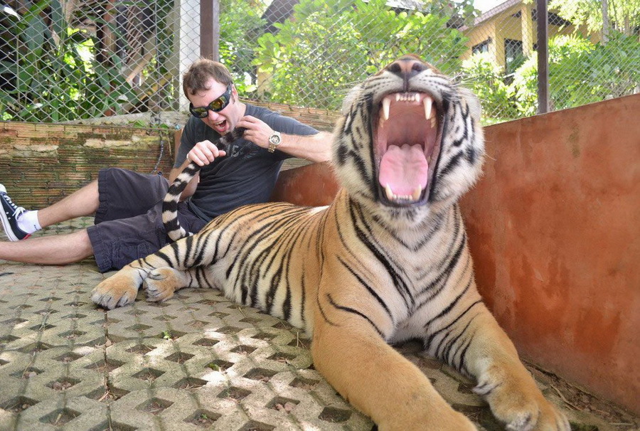 900x606, 284 Kb / тигр, зевок