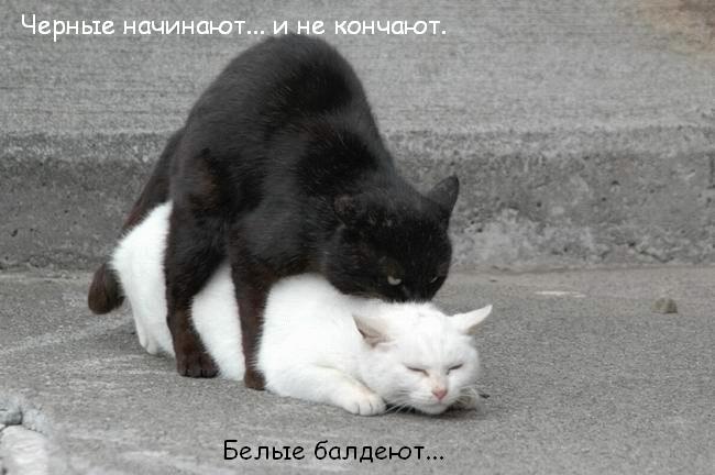 650x432, 43 Kb / коты, секс