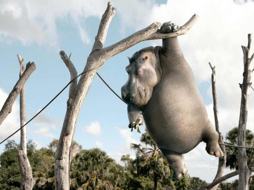 1024x768, 183 Kb / бегемот, висит, банан