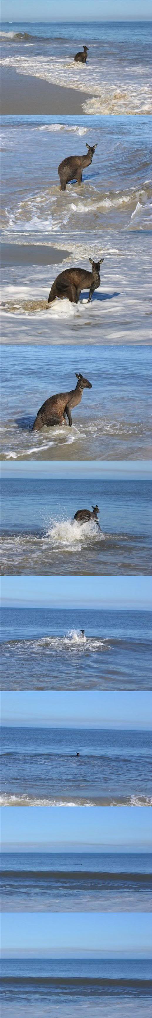 518x3465, 218 Kb / кенгуру, море