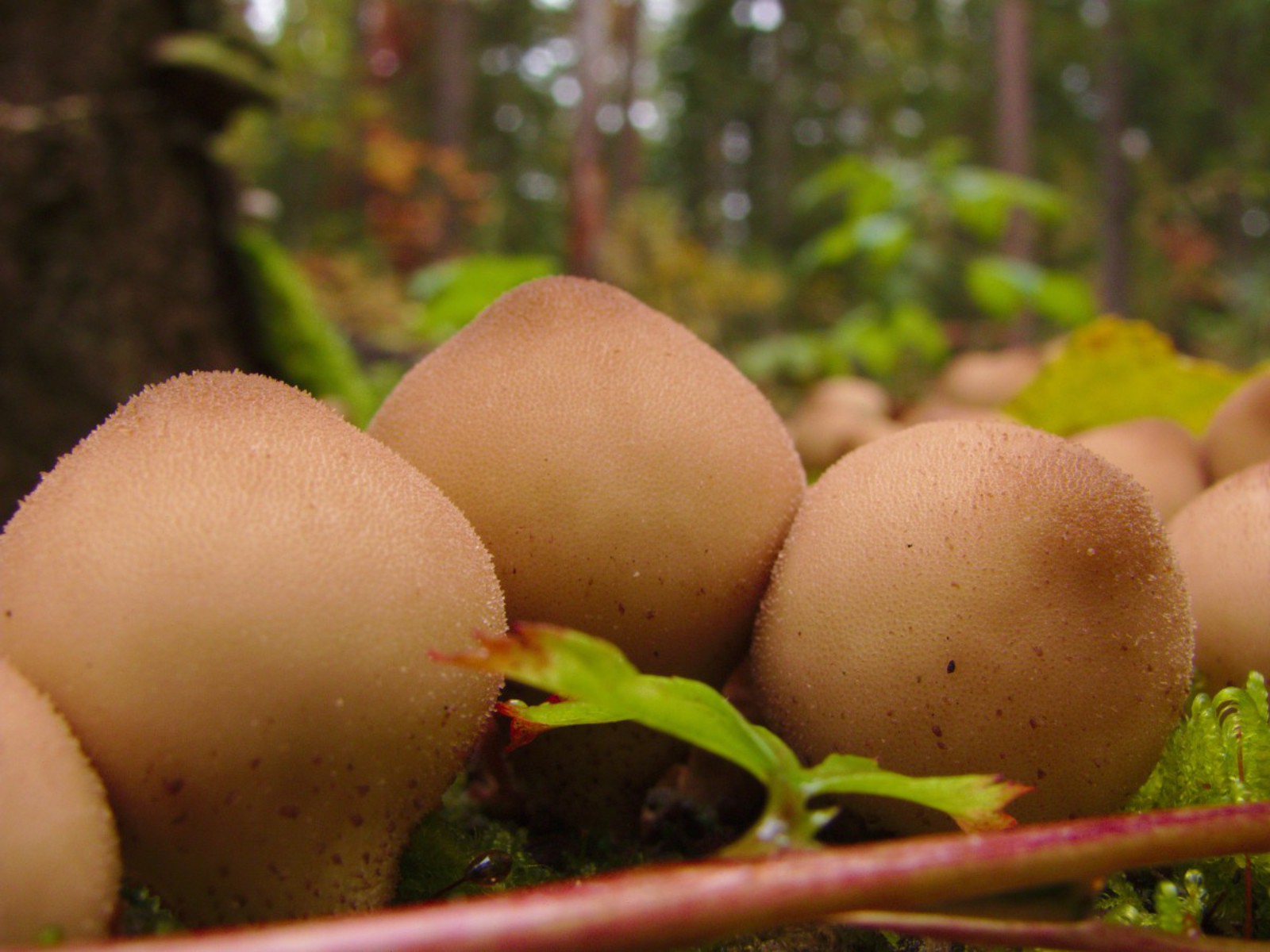 1600x1200, 266 Kb / дождевики, грибы, лес, осень, сиськи