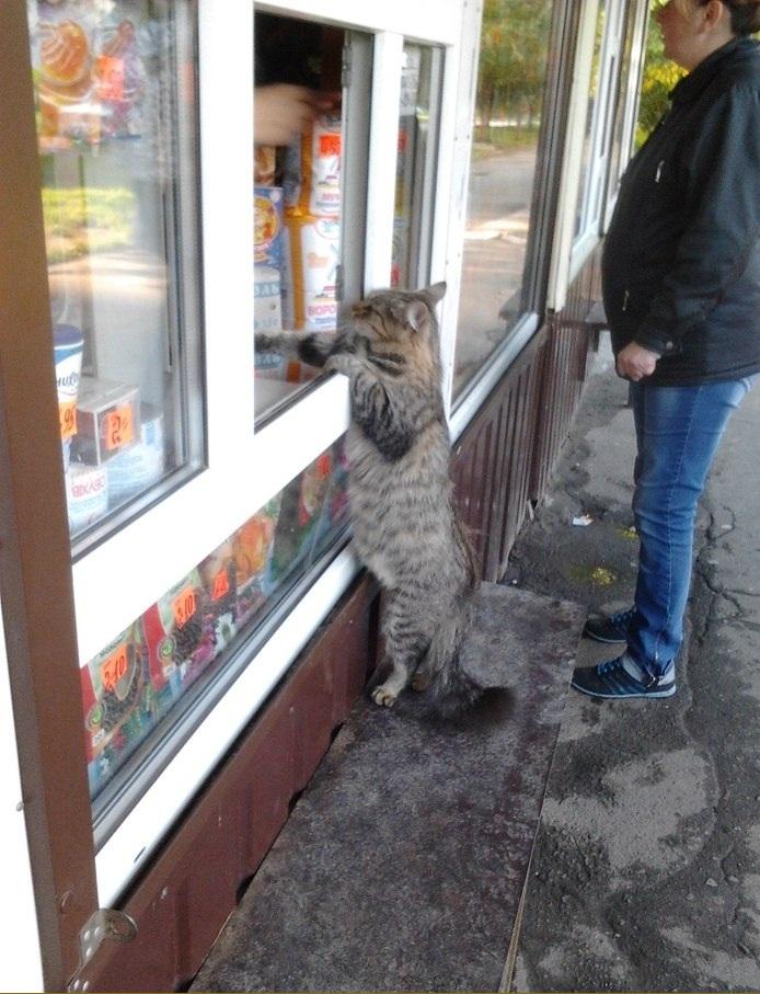 694x907, 103 Kb / кот, ларёк