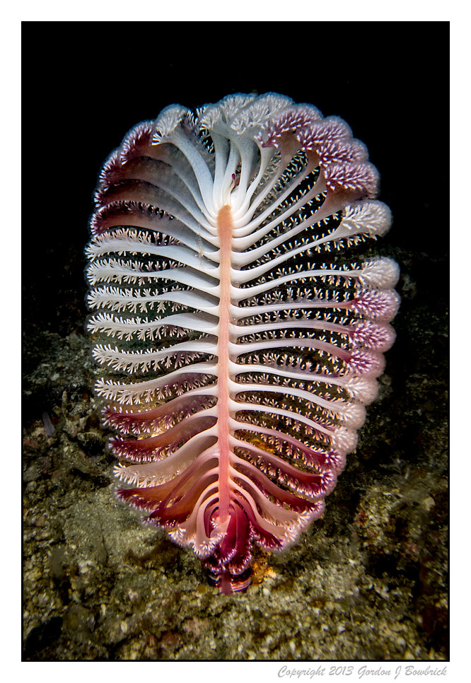 666x966, 221 Kb / растение, под водой