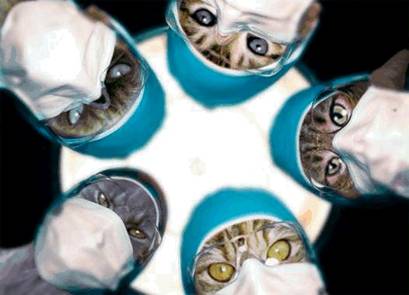 409x295, 18 Kb / коты, врачи, хирурги