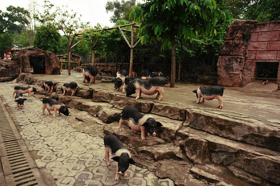 900x600, 264 Kb / свиньи, бамбук