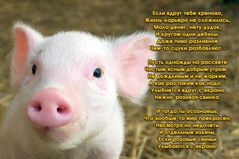 800x534, 74 Kb / свинка, стихи, позитив
