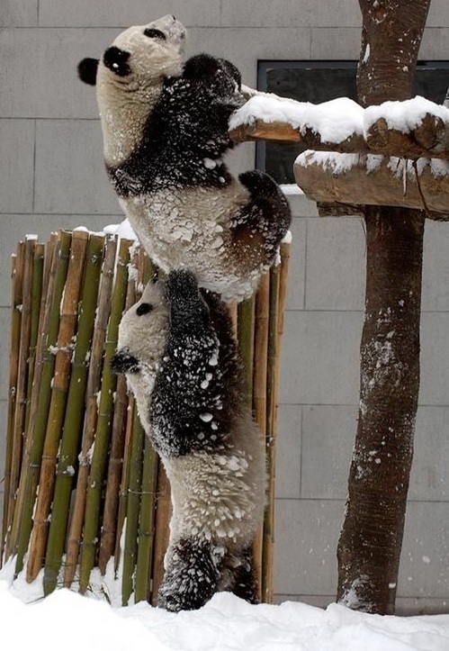 499x723, 151 Kb / панда, зоопарк, снег