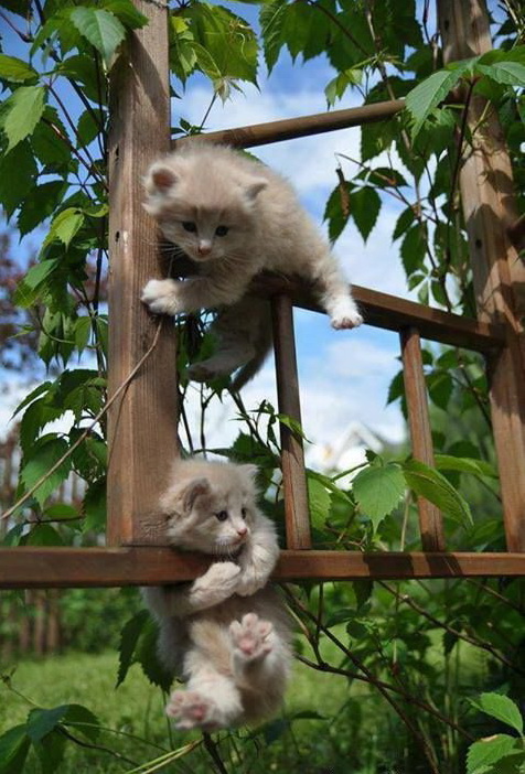 476x702, 140 Kb / кот, забор, зелень