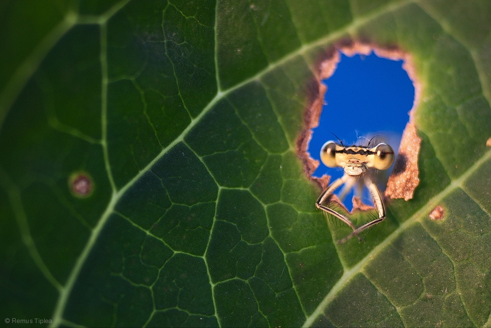 1000x667, 218 Kb / богомол, лист, дырка, стрекоза, насекомое