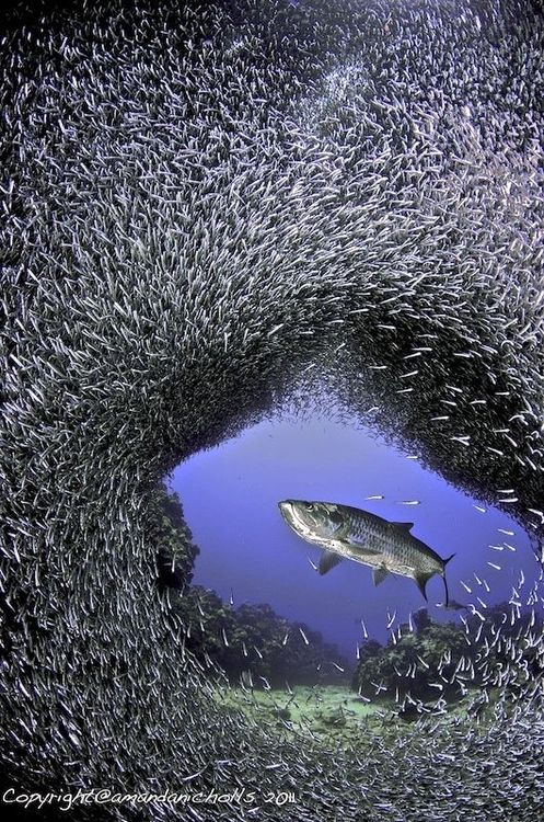 497x750, 159 Kb / рыба, косяк, под водой