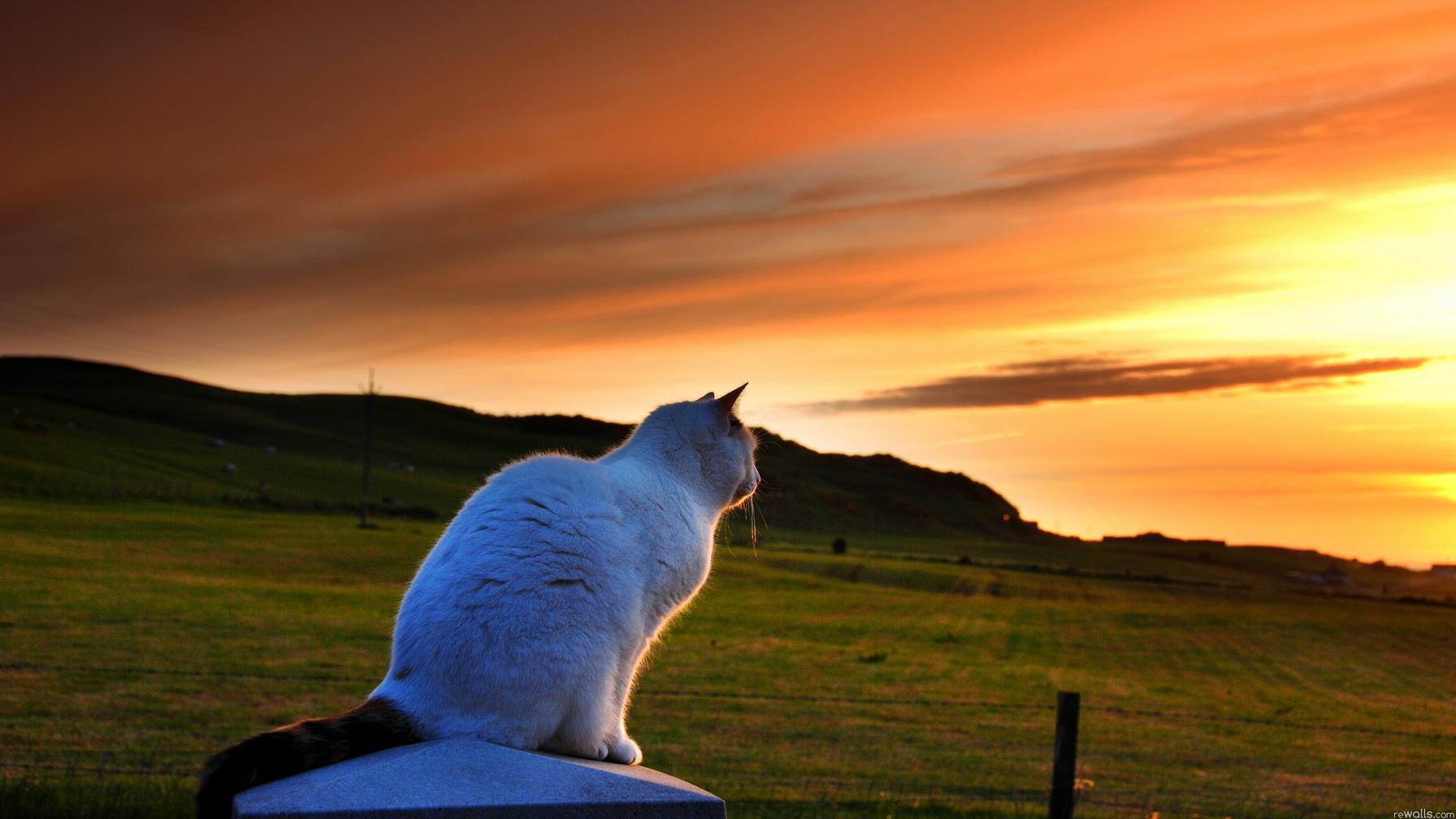 1792x1008, 136 Kb / кот, поле, небо, облака, солнце, закат