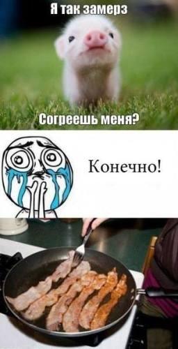 256x500, 21 Kb / согрел, свинка, доброта