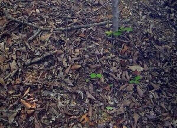 600x436, 60 Kb / змея, лес, мимикрия