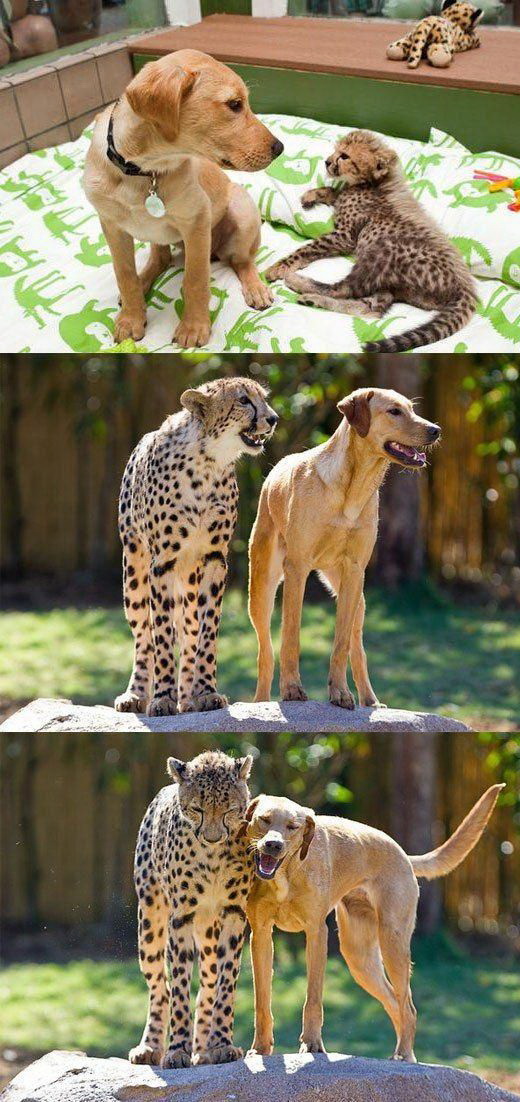 520x1102, 204 Kb / пес, гепард