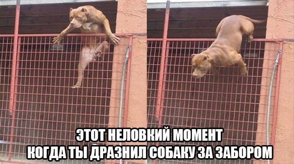 604x338, 67 Kb / забор, собаки