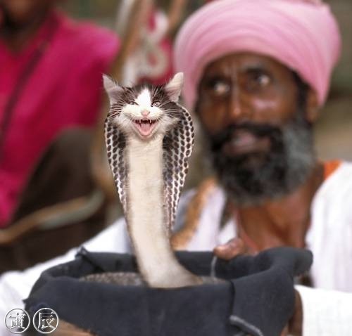 500x478, 33 Kb / кобра, кот, фотожаба