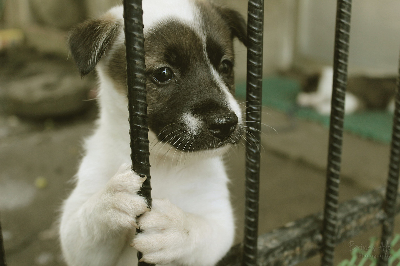 1280x854, 180 Kb / щенок, арматура