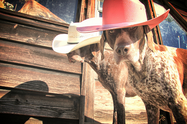 640x427, 254 Kb / собаки, шляпа