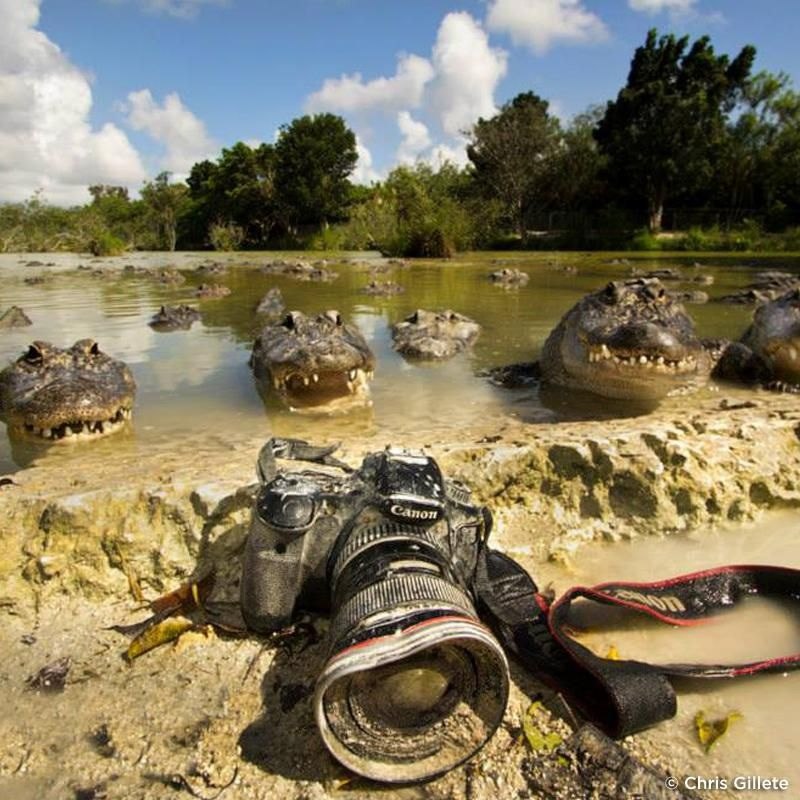 800x800, 133 Kb / крокодил, кэнон, фотоаппарат