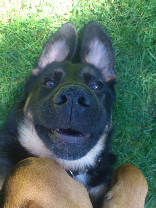 500x666, 200 Kb / собака, пес, морда